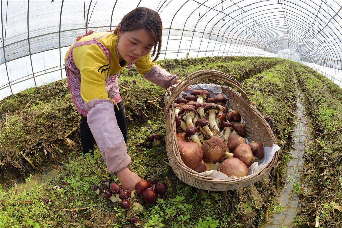 菠菜论坛社区